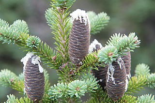 Abies balsamea