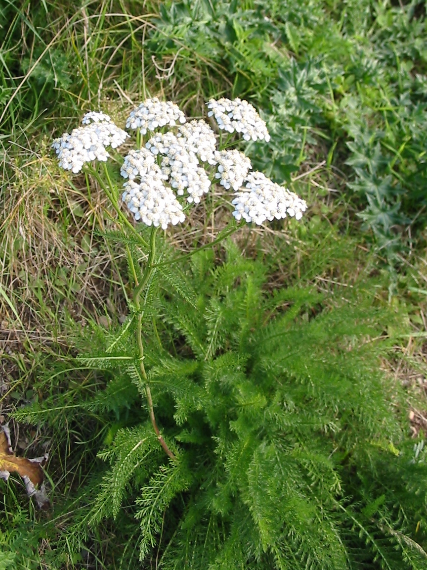 Achillea millefolium