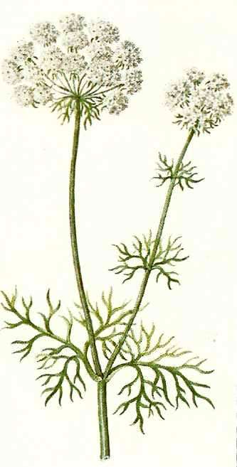 Ammi visnaga