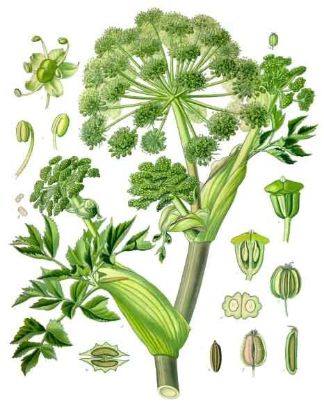 Angelica archangelica