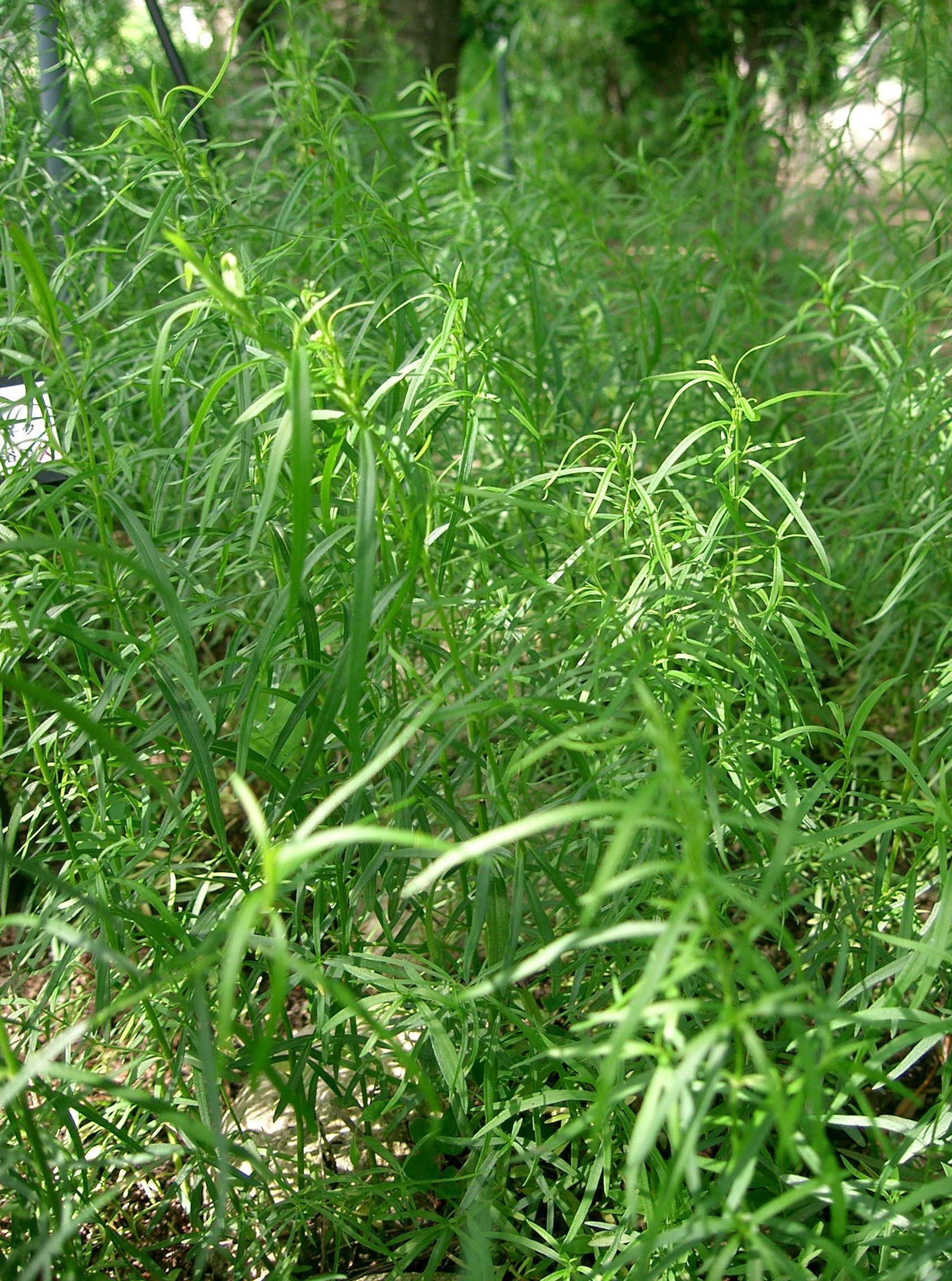 Artemisia dracunculus