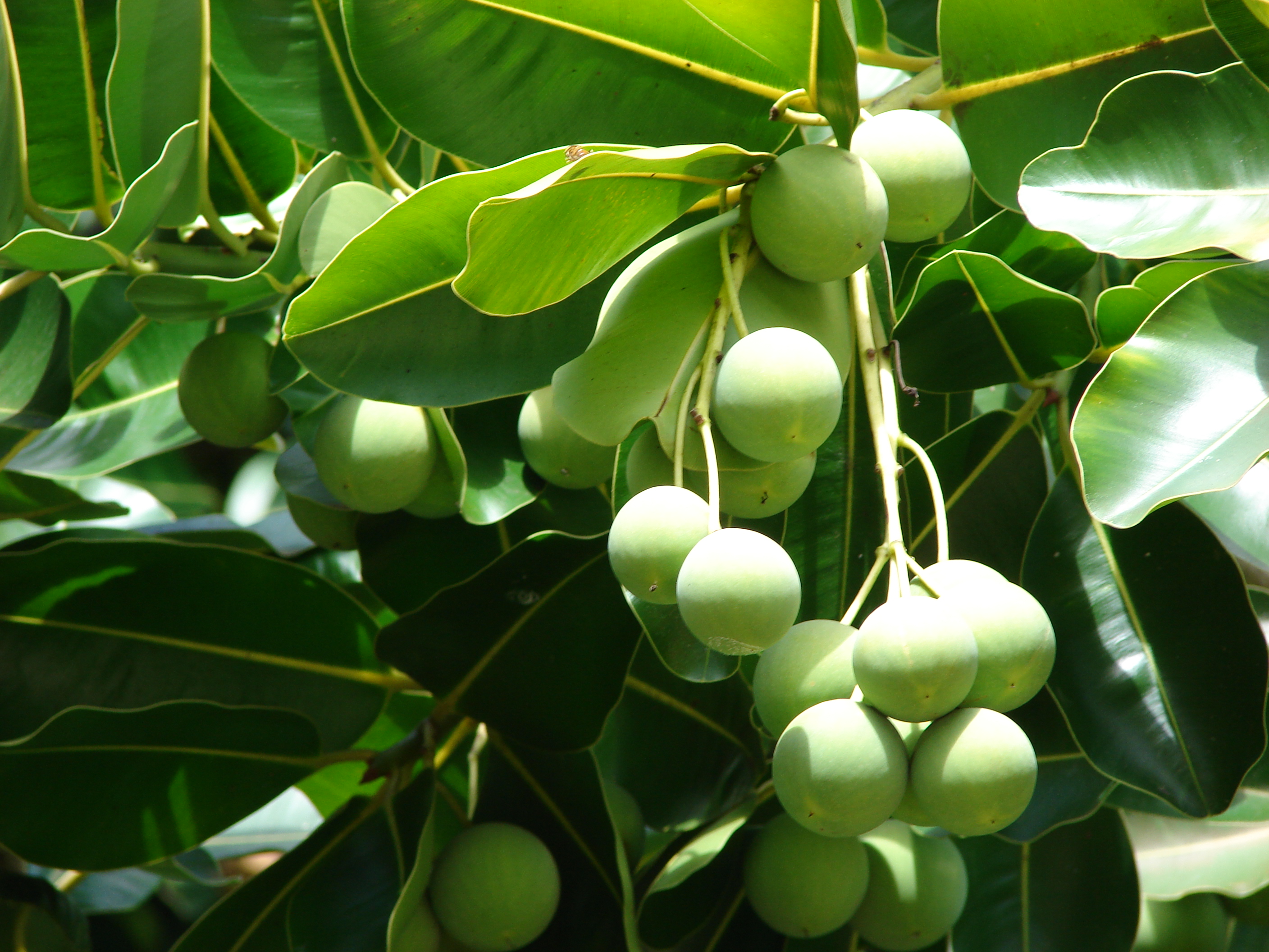 Calophyllum inophylum