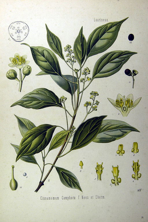 Cinnamomum camphora cineoliferum