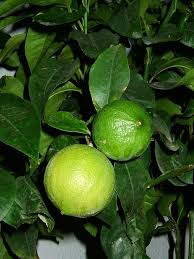 Citrus bergamia