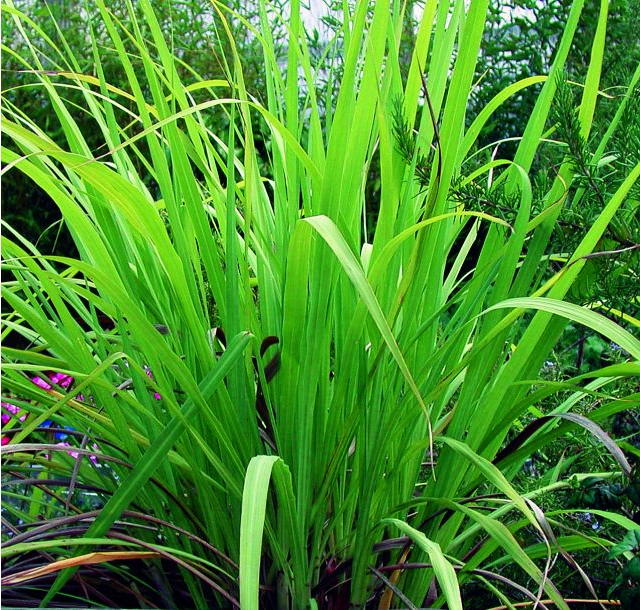 Cymbopogon martinii