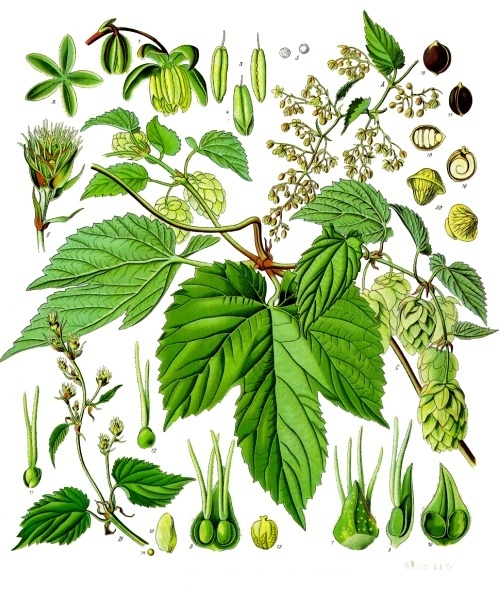 Humulus lupulus