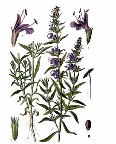 Hyssopus officinalis var. decumbens