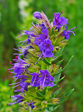 Hyssopus officinalis var. decumbens