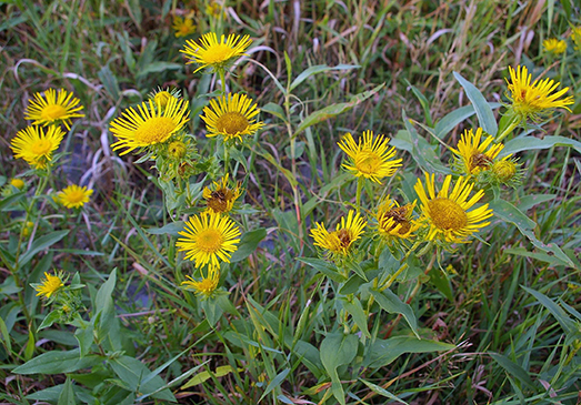 Inula graveolens