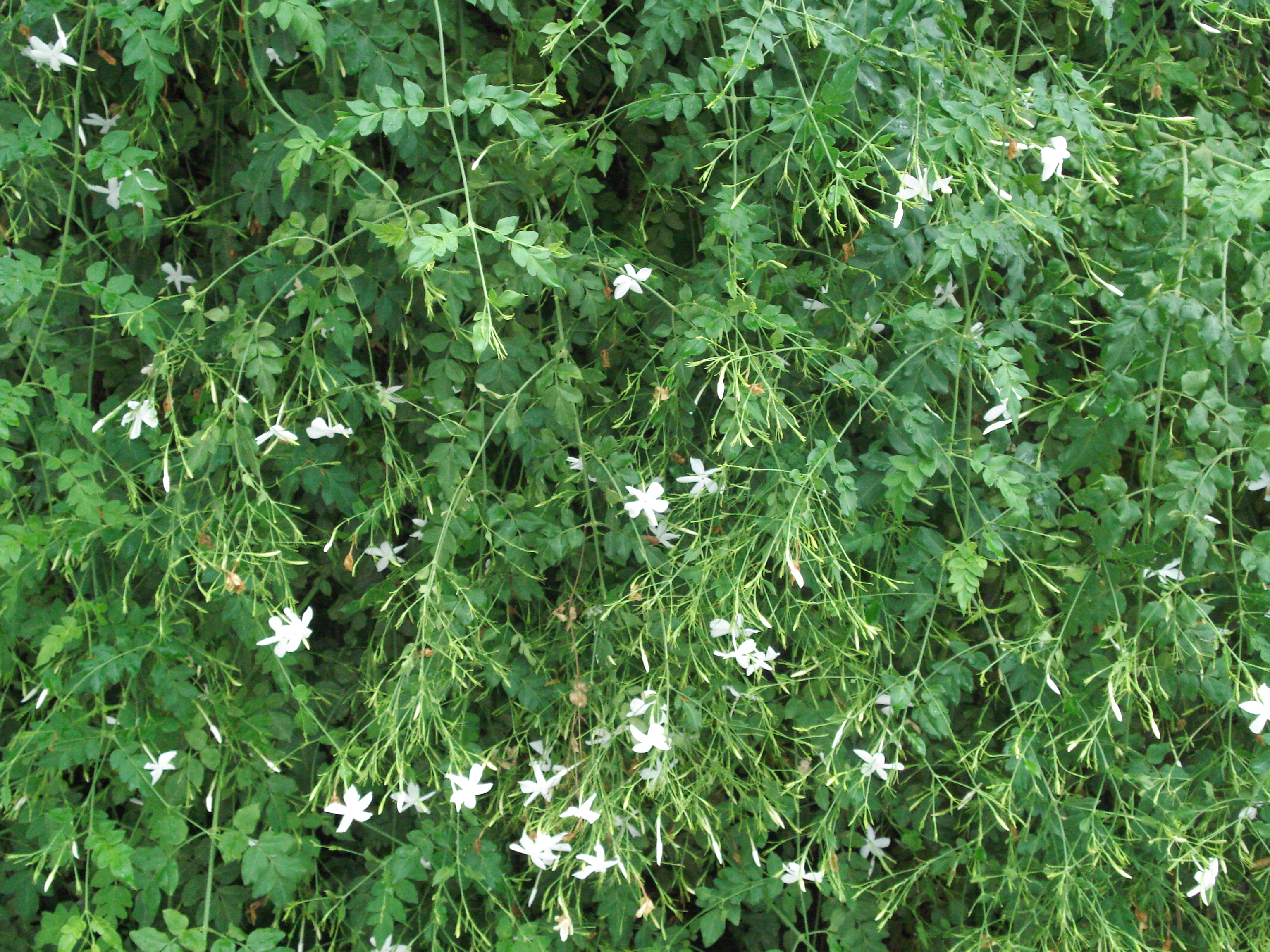 Jasminum grandiflorum