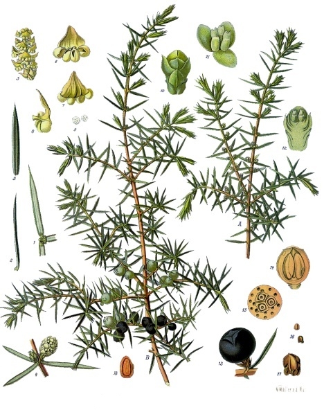 Juniperus communis nana