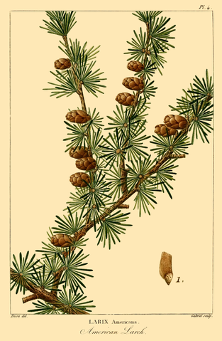Larix laricina