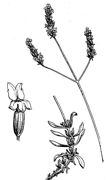 Lavandula latifolia
