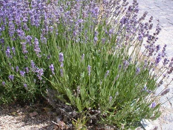 Lavandula latifolia
