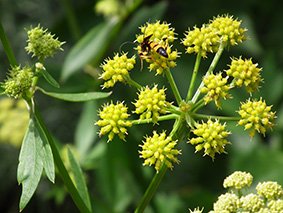 Levisticum officinale