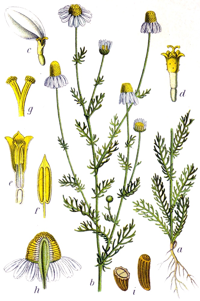 Matricaria recutita