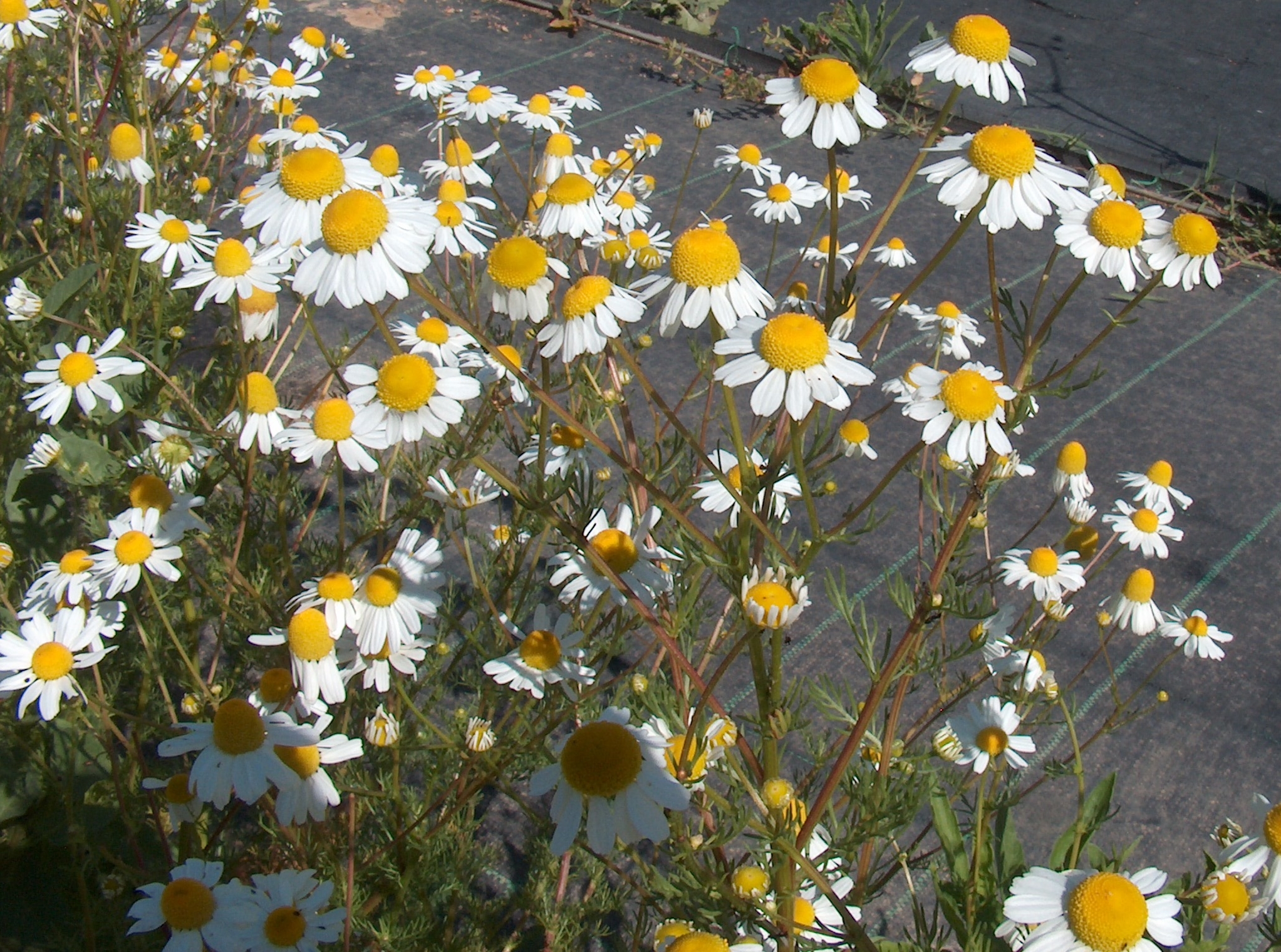 Matricaria recutita