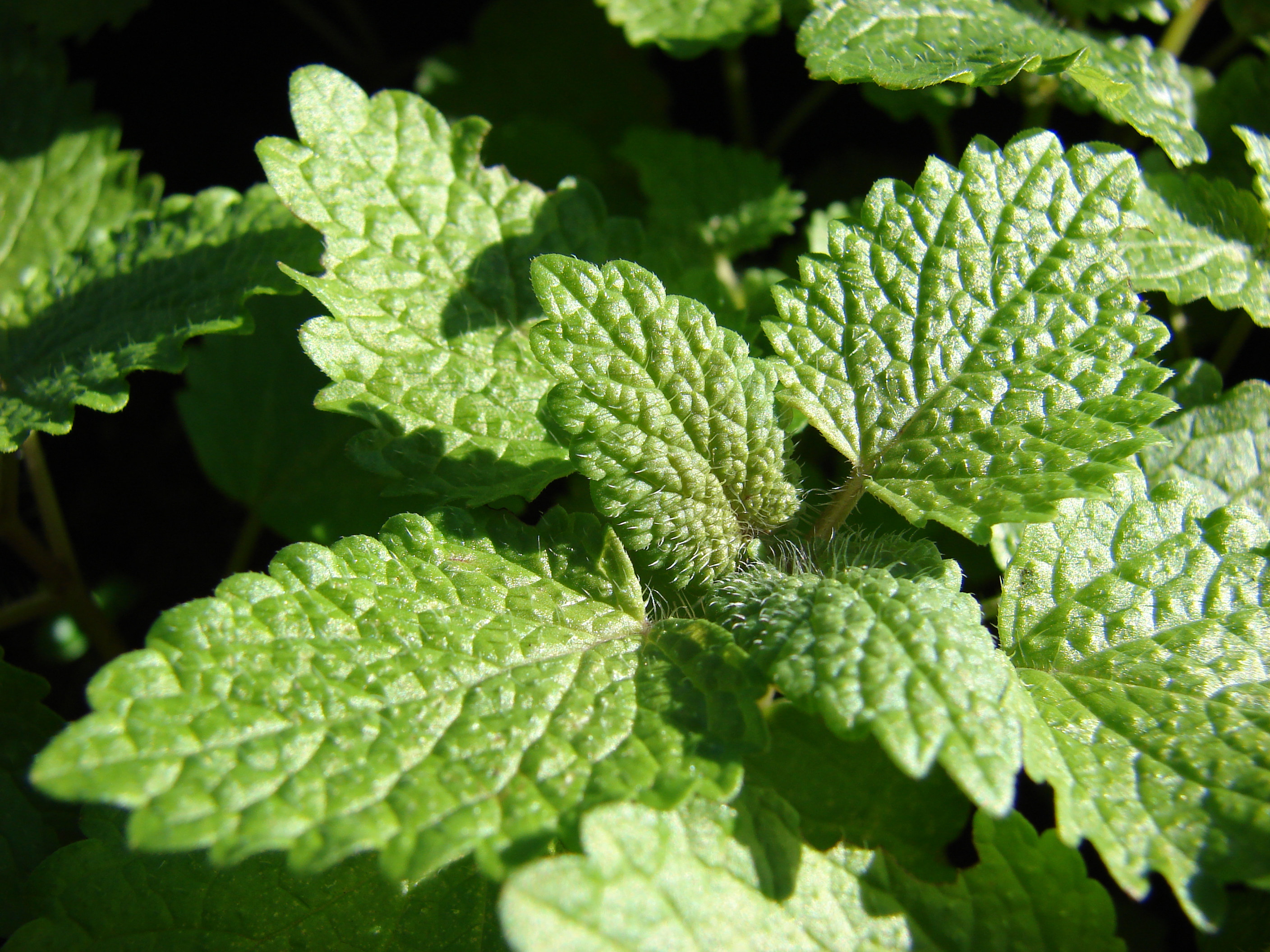 Melissa officinalis