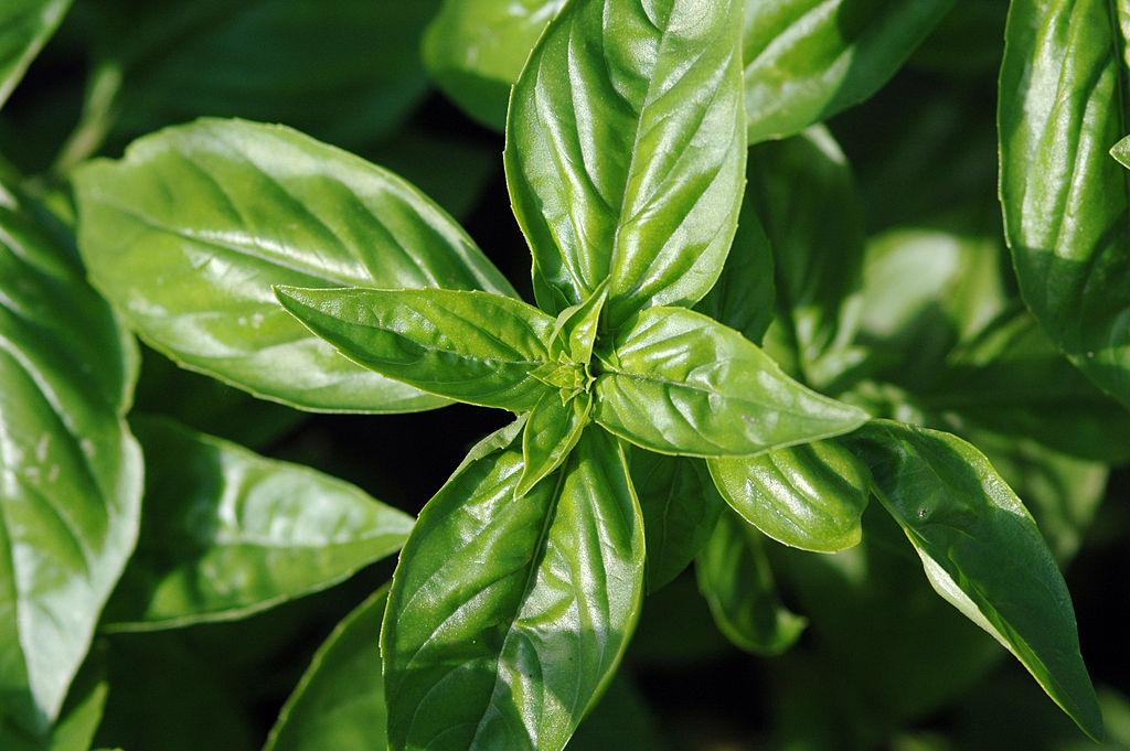 Ocimum basilicum CT linalol