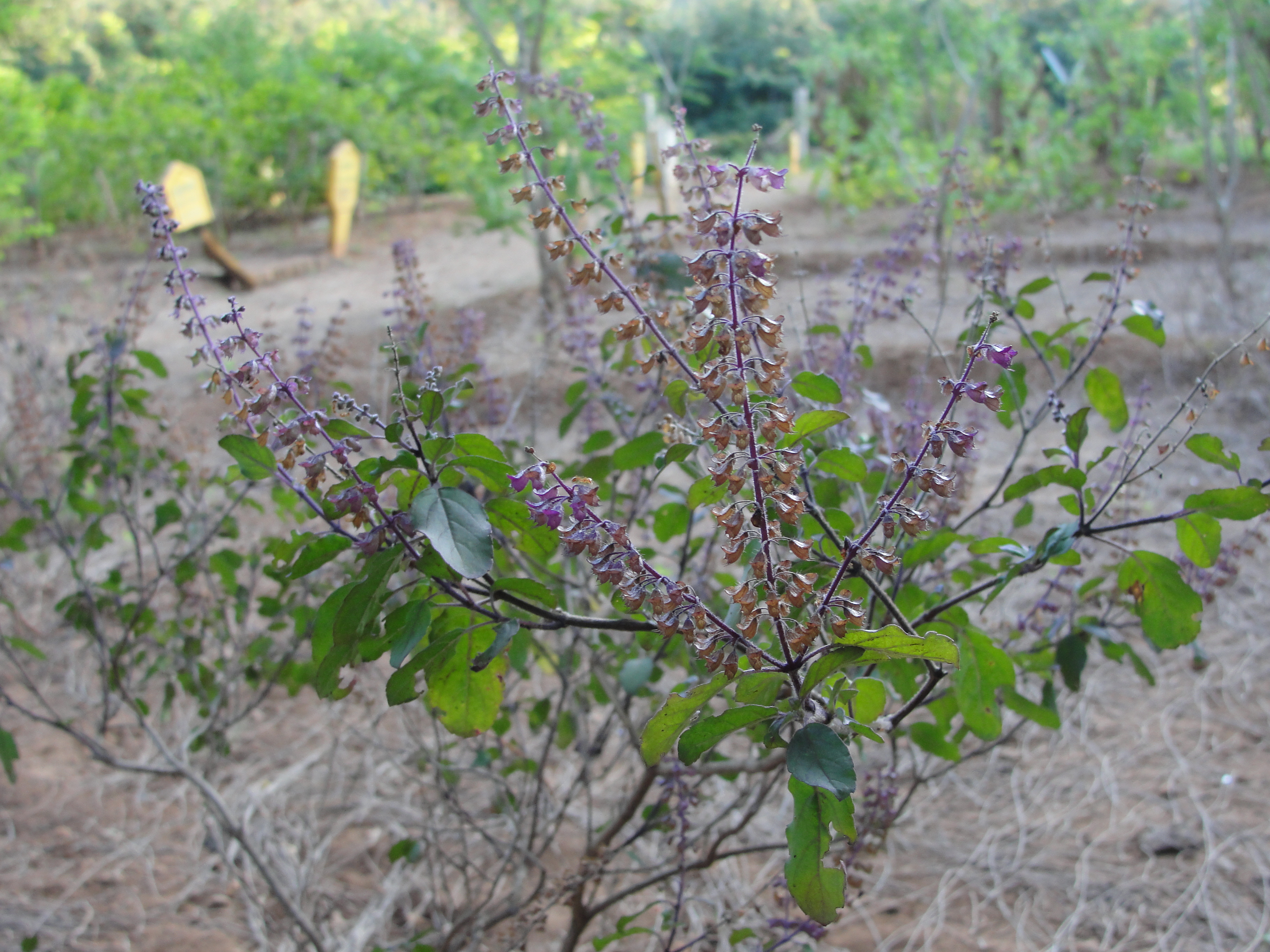 Ocimum basilicum sanctum, Ocimum tenuiflorum
