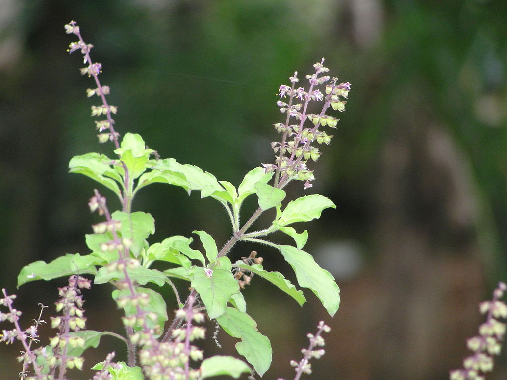 Ocimum basilicum sanctum, Ocimum tenuiflorum