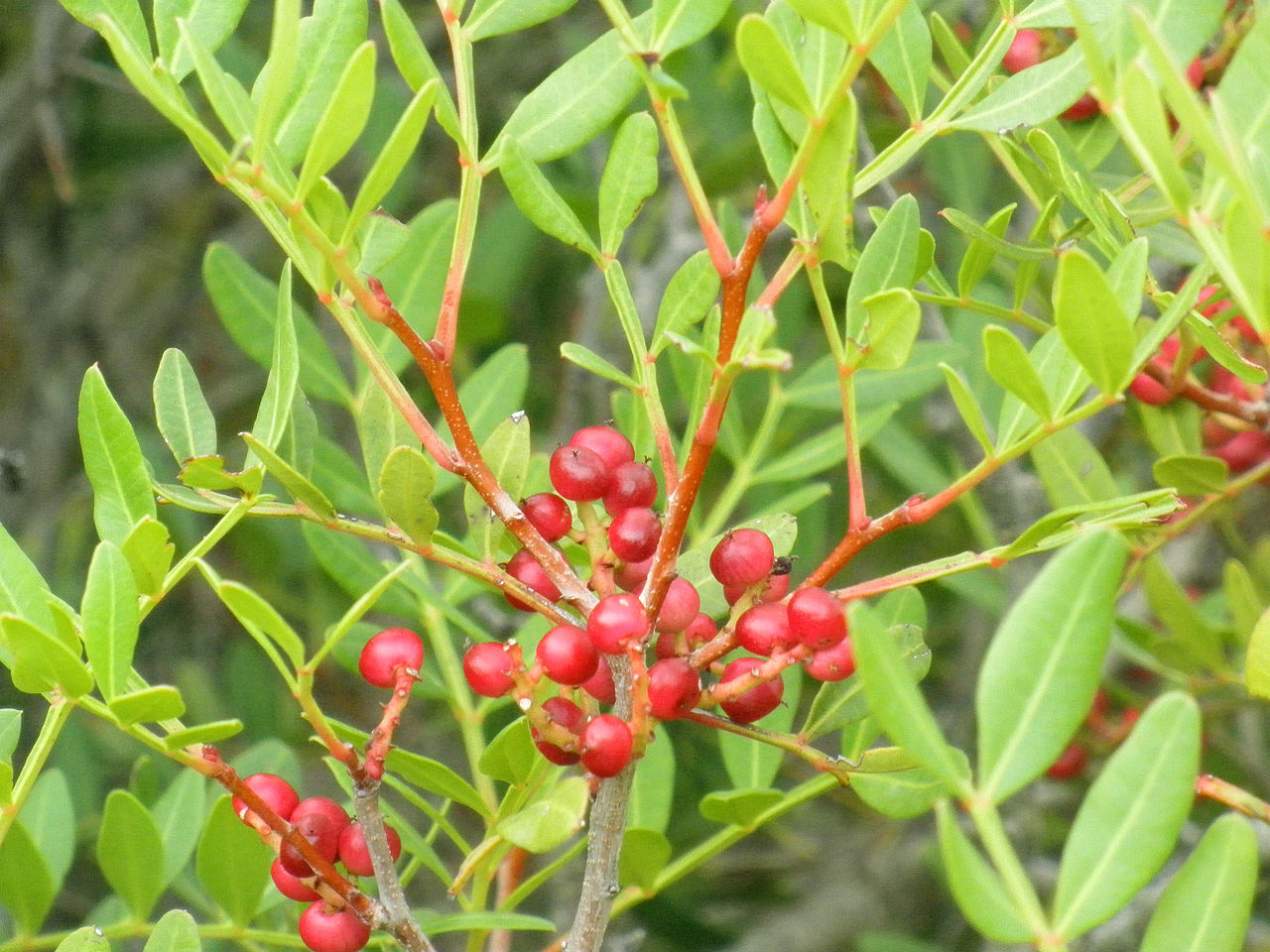 Pistacia lentiscus