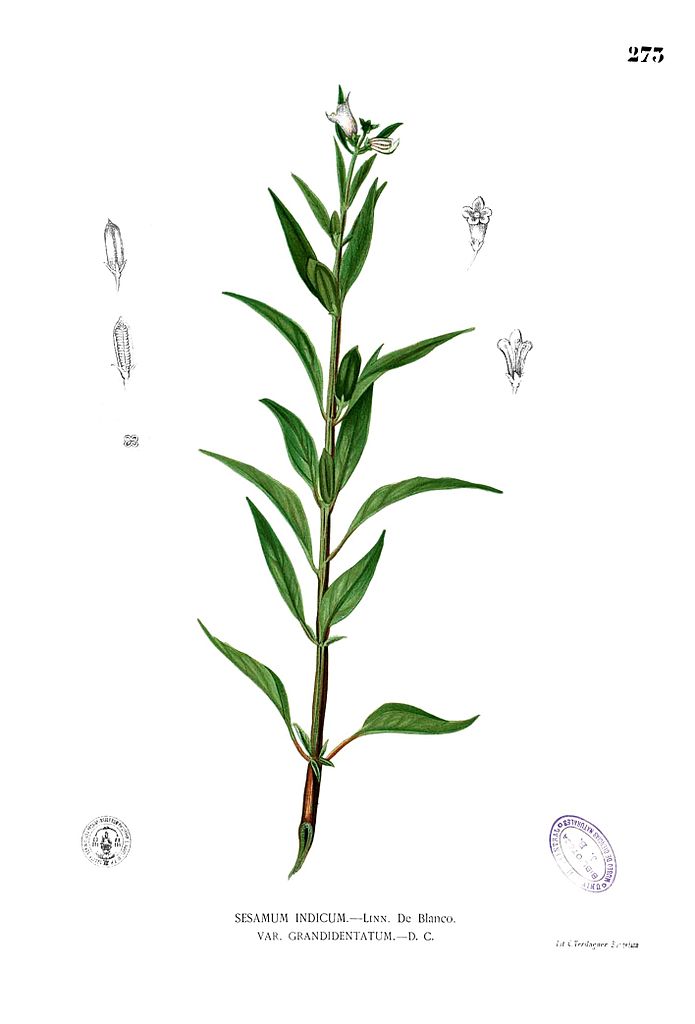 Sesamum indicum