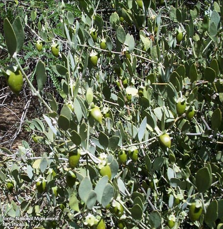 Simmondsia sinensis