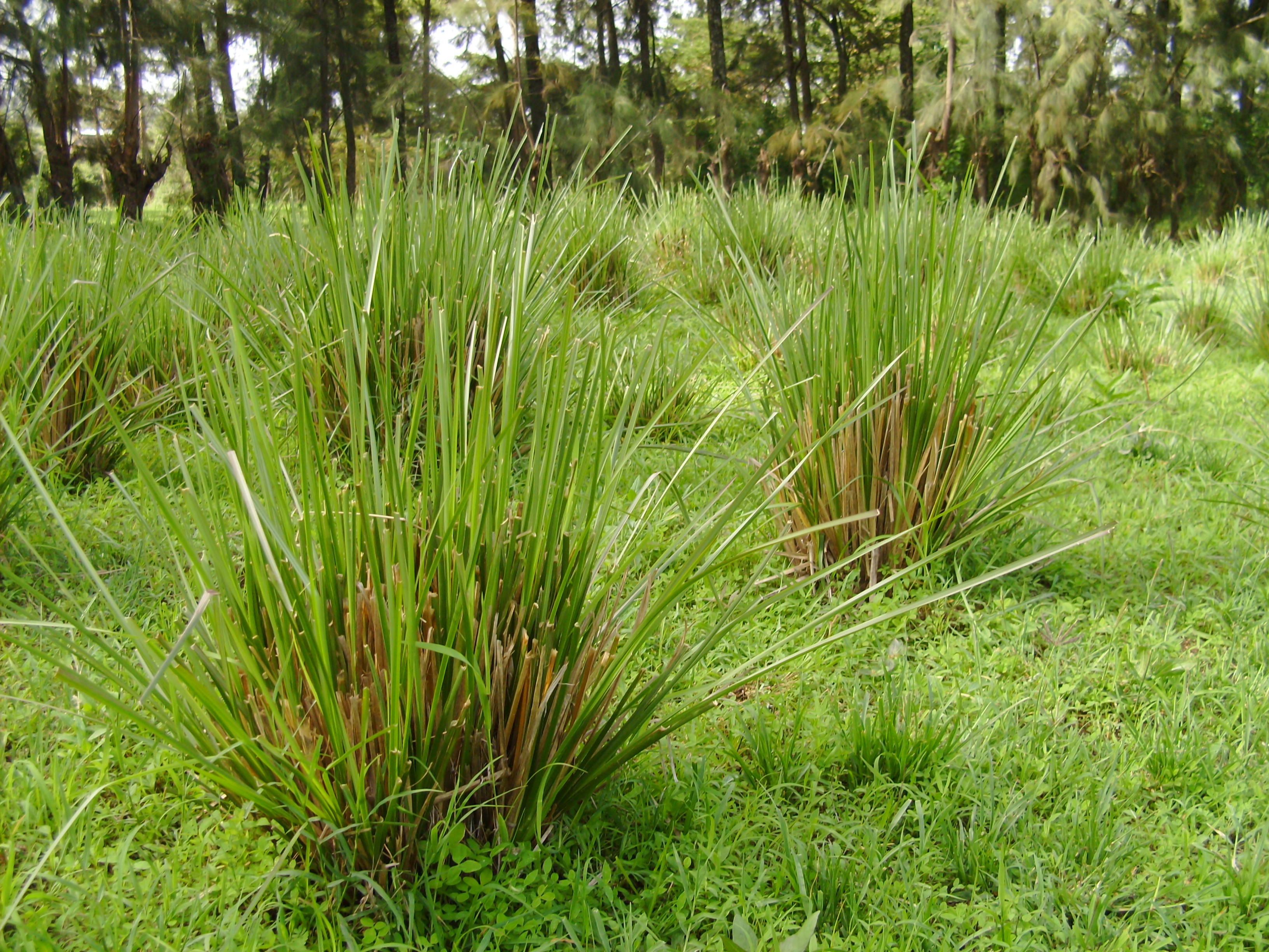 Vetiveria zizanoides