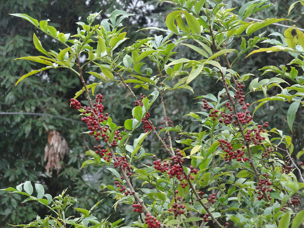 Zanthoxylum alatum