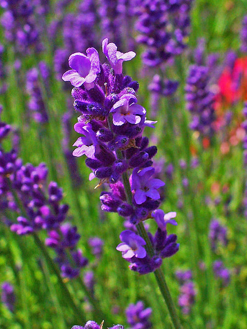 Lavandula hybrida