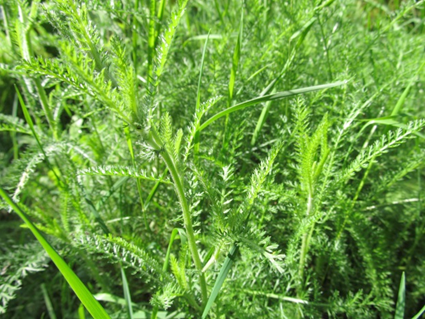 Achillea millefolium