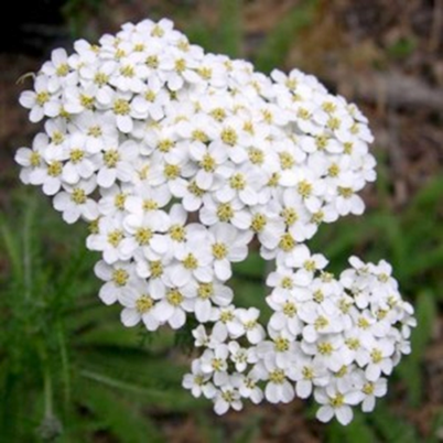 Achillea millefolium