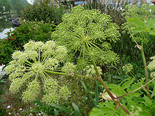 Angelica archangelica
