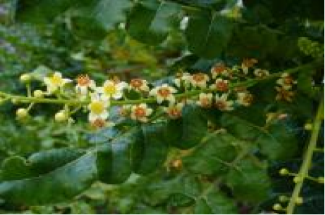Boswellia serrata