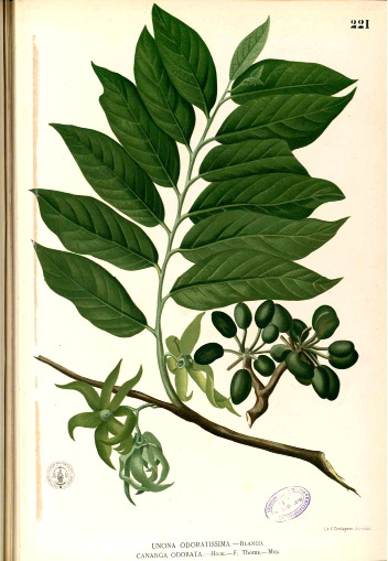 Cananga odorata