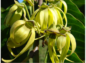 Cananga odorata