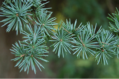 Cedrus atlantica