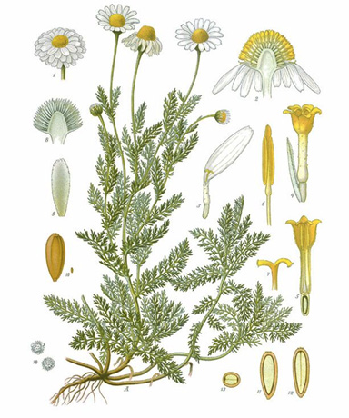 Chamaemelum nobile