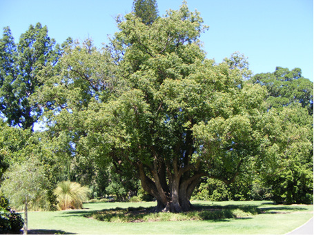 Cinnamomum camphora cineoliferum