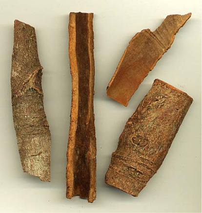 Cinnamomum cassia