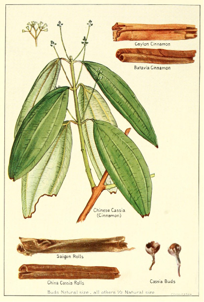 Cinnamomum cassia