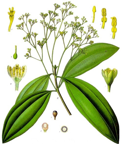 Cinnamomum verum