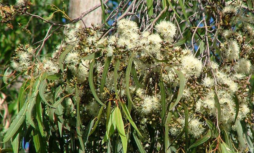 Corymbia citriodora