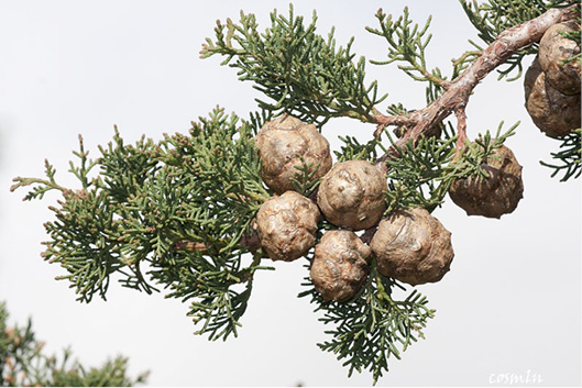Cupressus sempervirens