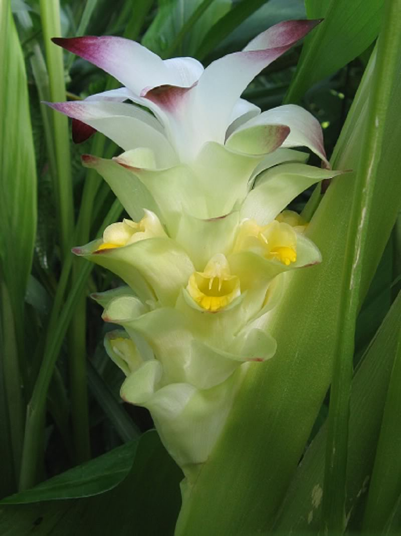 Curcuma longua