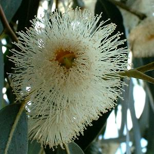 Eucalyptus globulus
