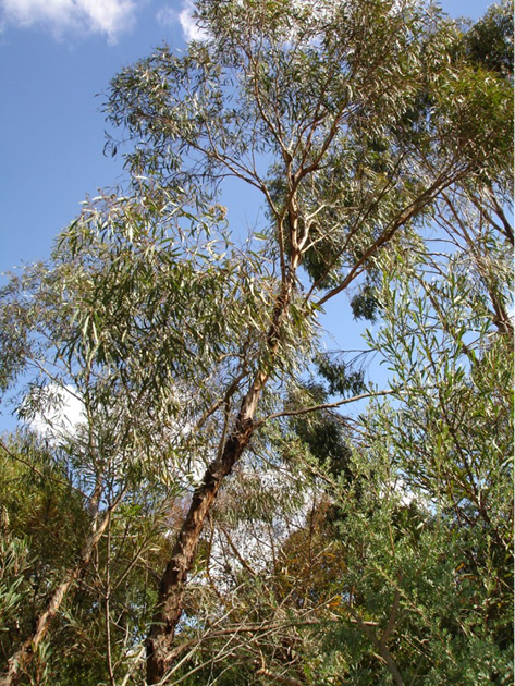 Eucalyptus polybractea ct cryptone