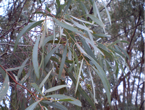 Eucalyptus polybractea ct cryptone