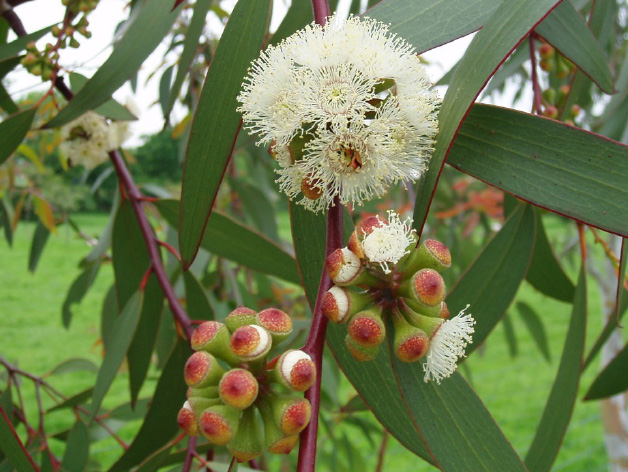 Eucalyptus radiata